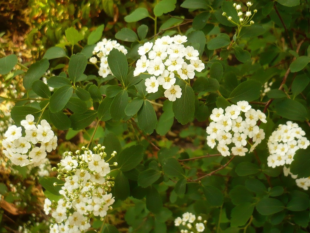 Spiraea x vanhouttei (Rosaceae)
